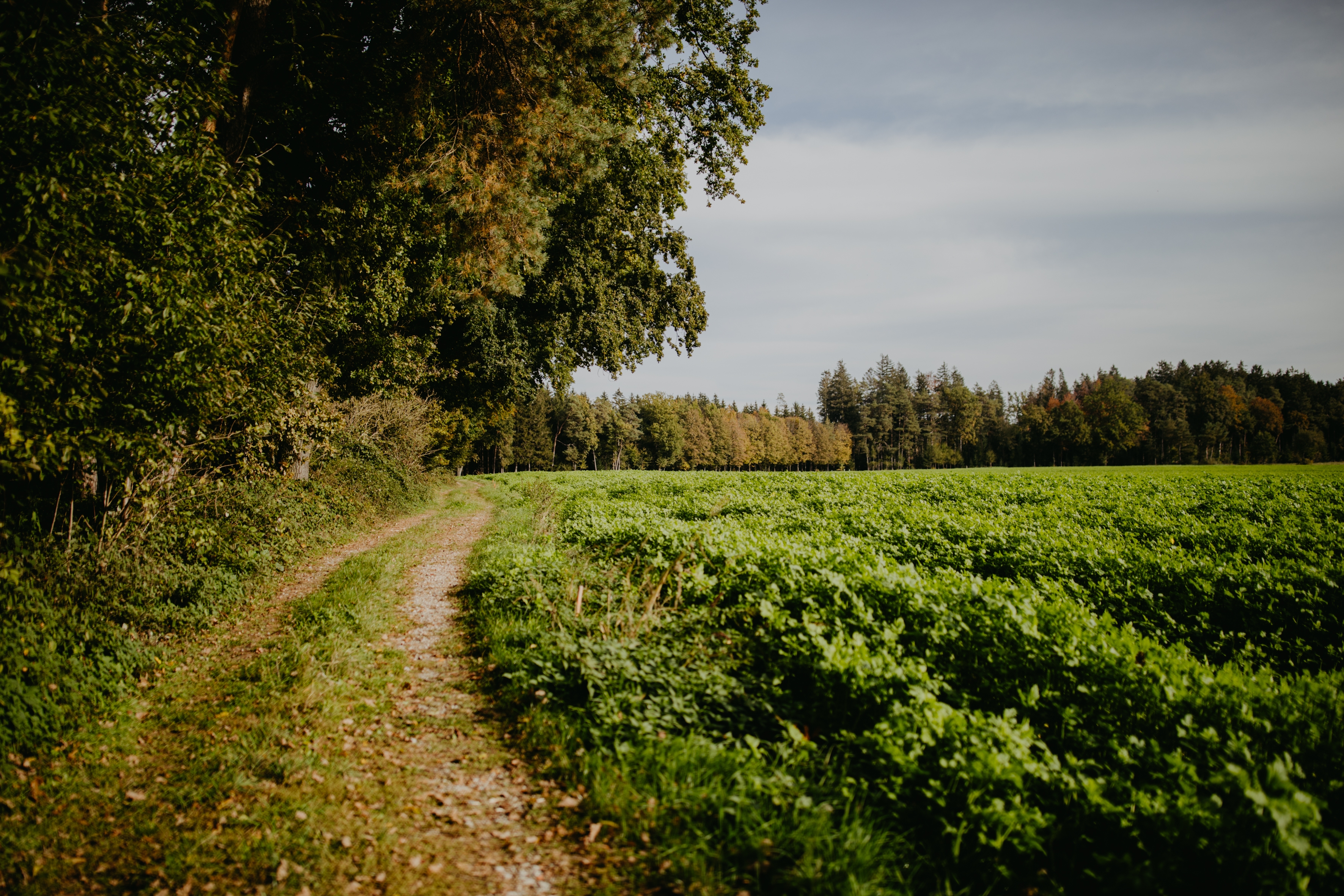 HolzbauGruber_Regional_Holzhaus_Kirchweidach